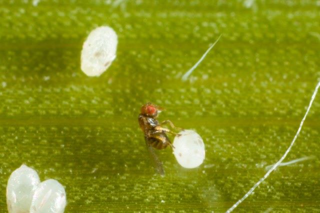 Tuta absoluta