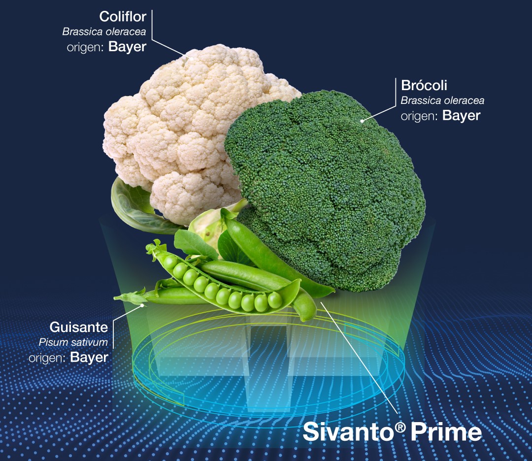 brocoli