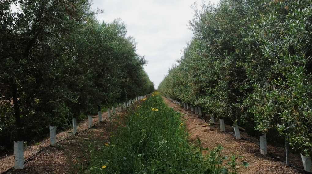 CIMA IDEAGRO 3