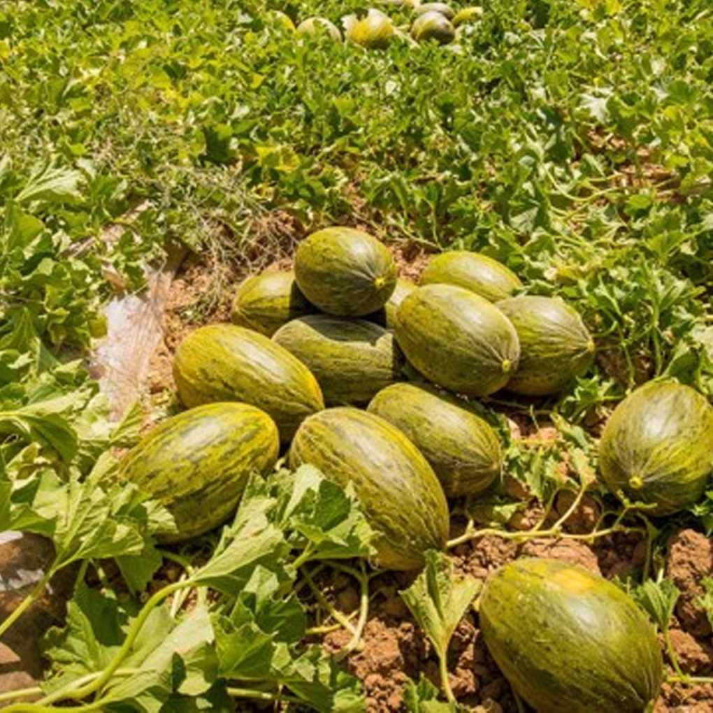 DIA_Fruta de Verano