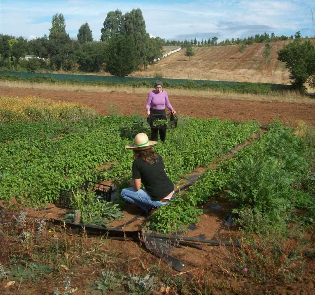 Campo