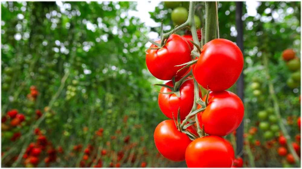 Tomate FMC