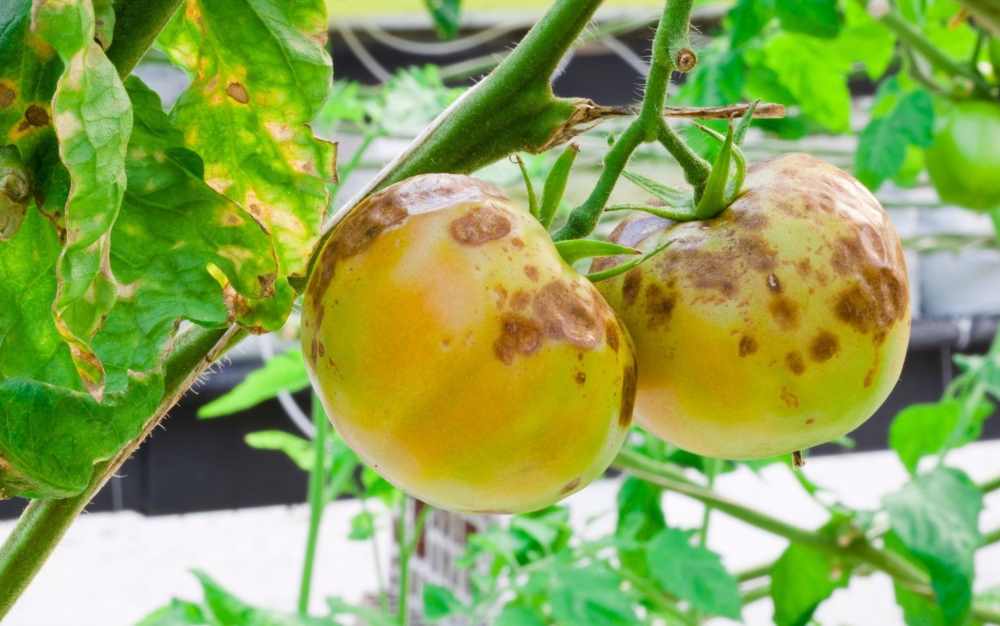virus tomate