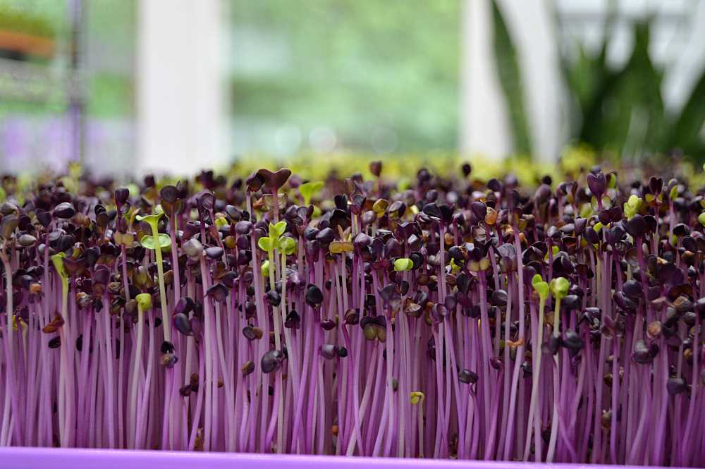 brotes microgreens