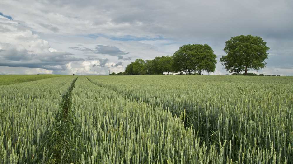 campo de trigo PAC