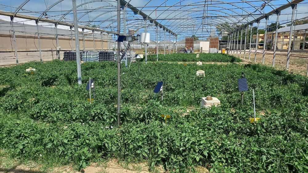Sistema de telegestión para optimizar el riego del IFAPA