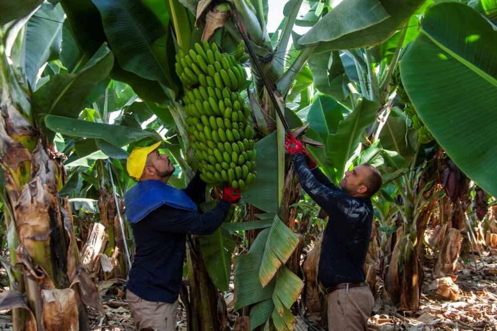 Bajos niveles de producción para Plátano de Canarias