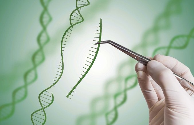 Genoma Syngenta semillas