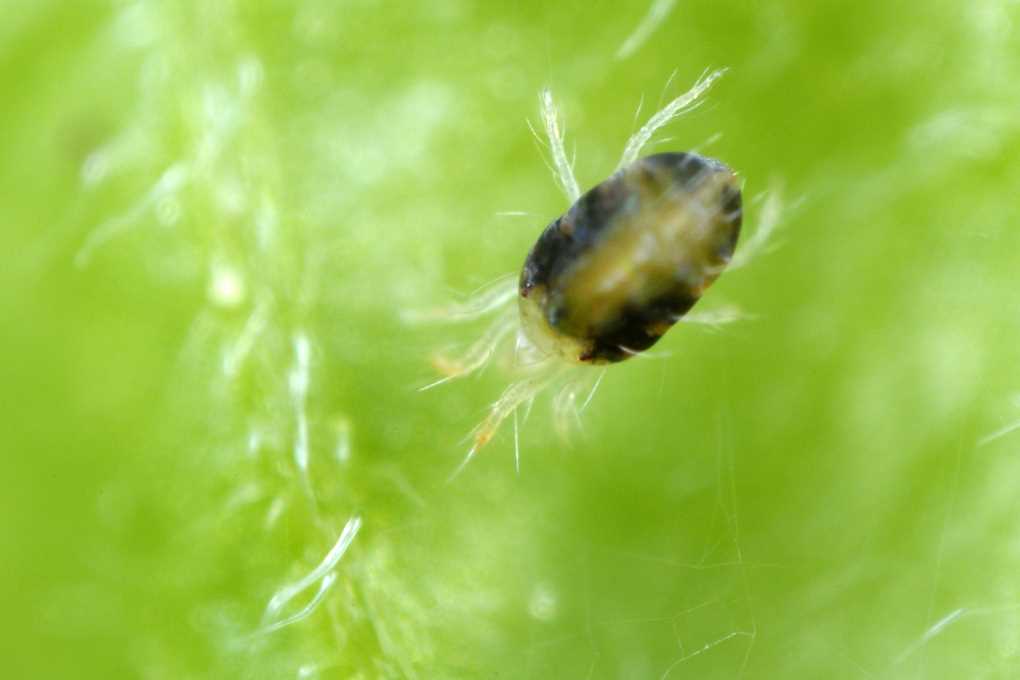 MITÖ ácaro plaga (002)