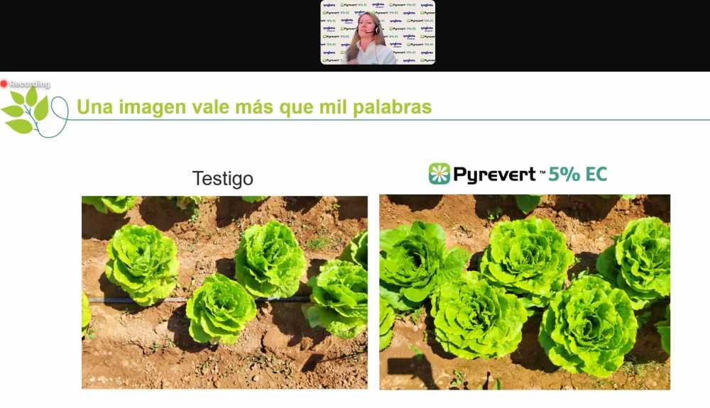 PRESENTACIÓN syngenta