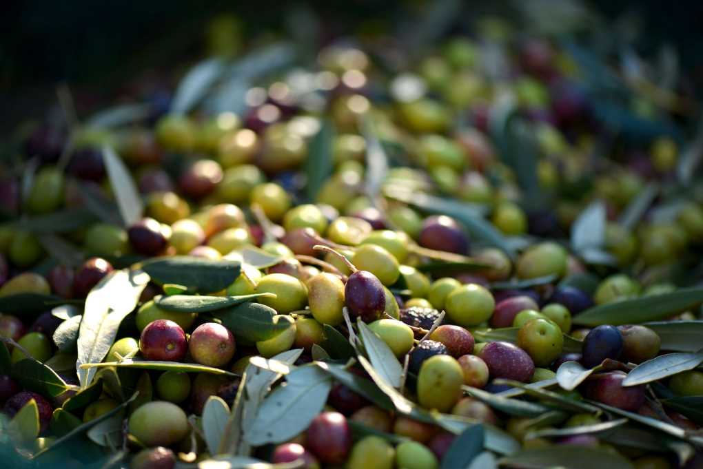 aceitunas