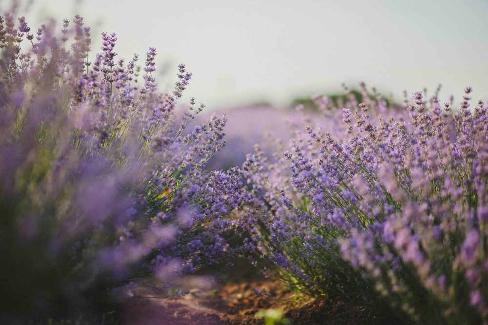 lavanda setos