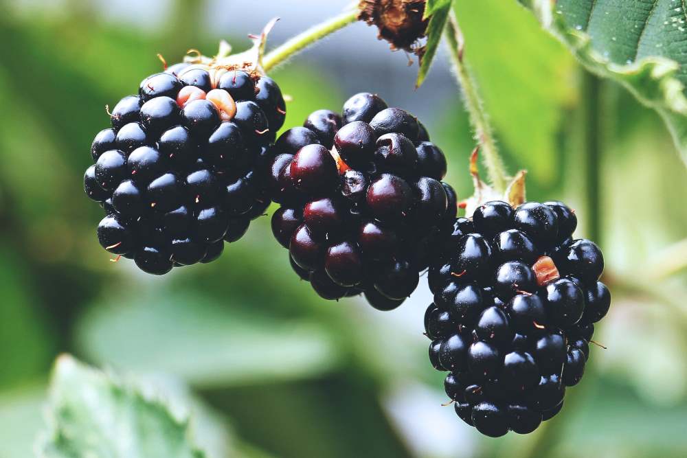 moras