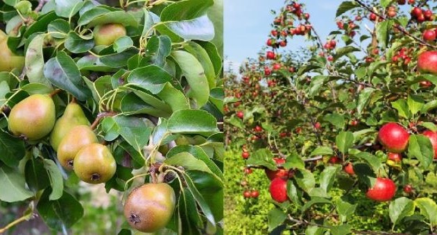 peras y manzanas