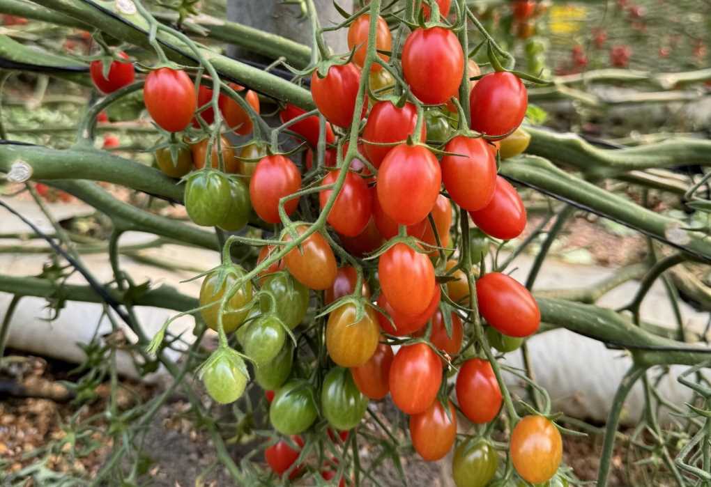 tomate-angelle