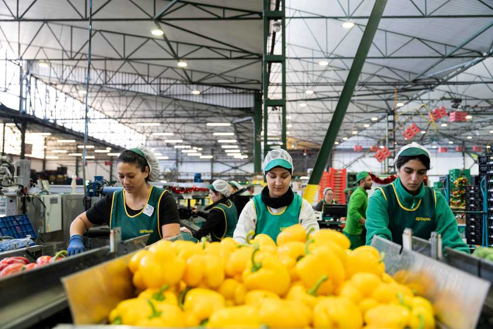 AGROEDJIDO