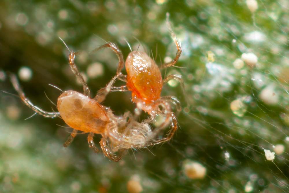 Phytoline_Phytoseiulus