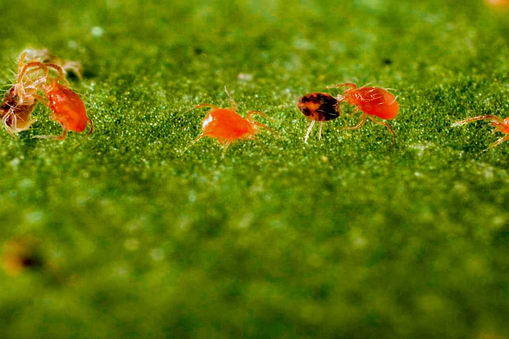 1.Phytoseiulus persimilis-Koppert (002)