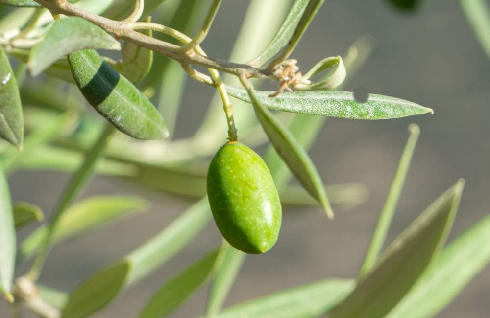Aceitunas