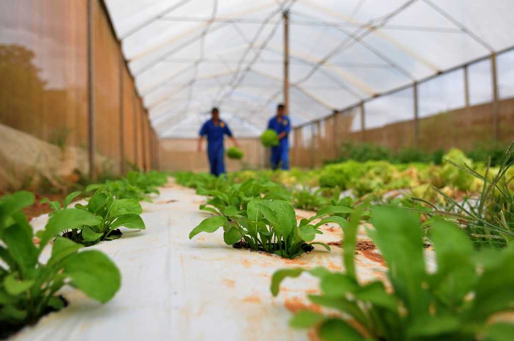 Horticultura