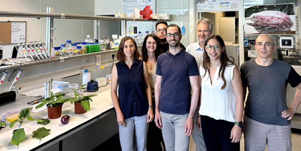 investigadores de la UPV