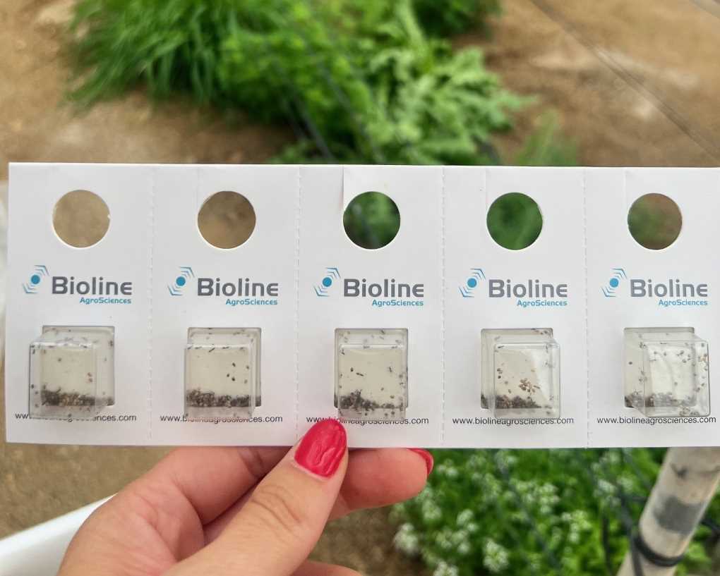 Aphiline