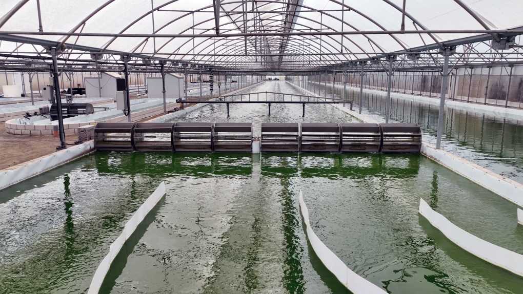 PLANTA DE CULTIVO MICROALGAS_Biorizon Biotech
