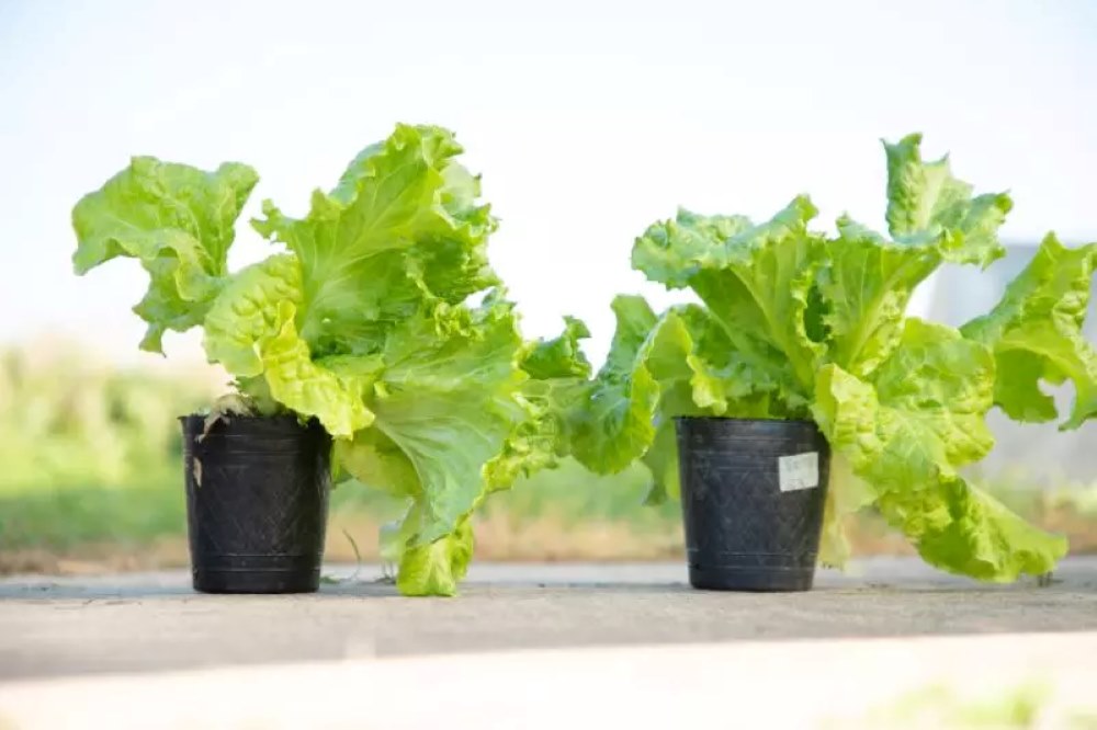 lechuga irta Argentina