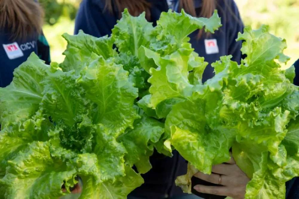 lechuga