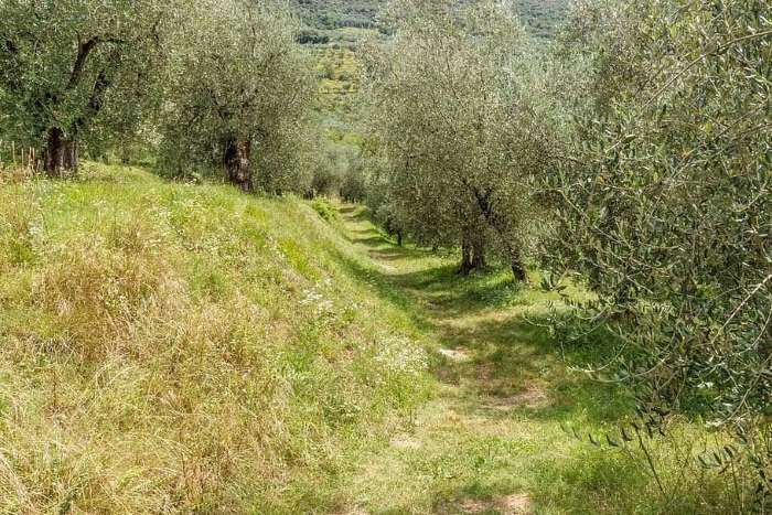 olivos
