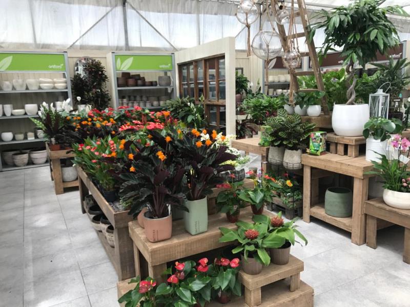 plantas