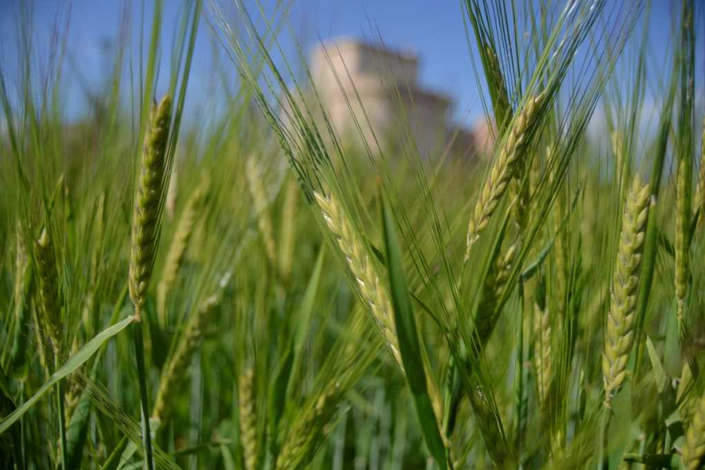 campo-de-cereal-en-la-provincia-de-segovia