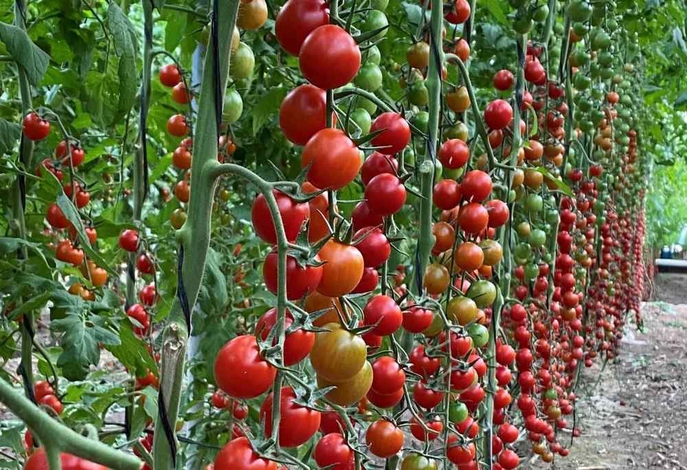 tomates viagro