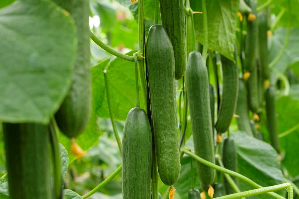 20241125_pepino