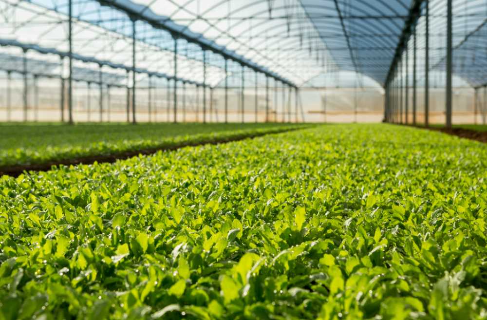 cultivo protegido Florette