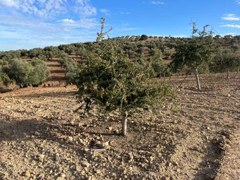 Argán