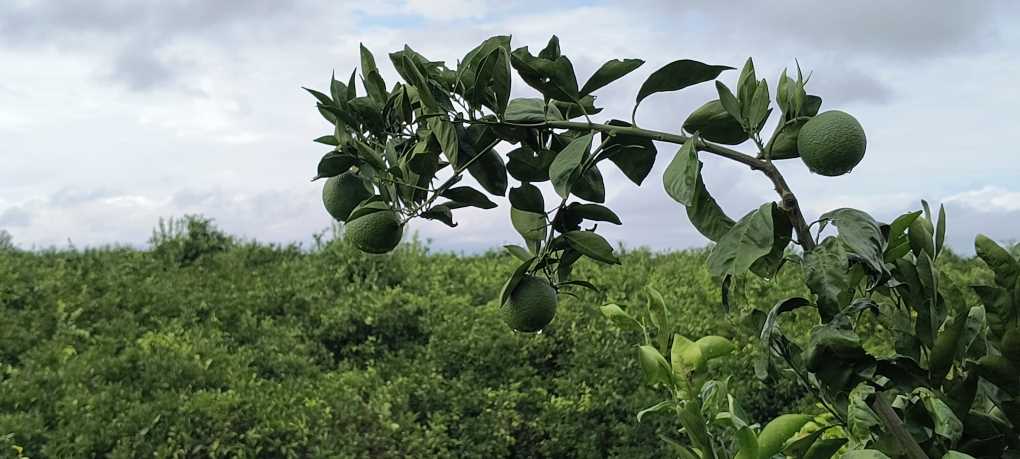 El Cerro_naranjas
