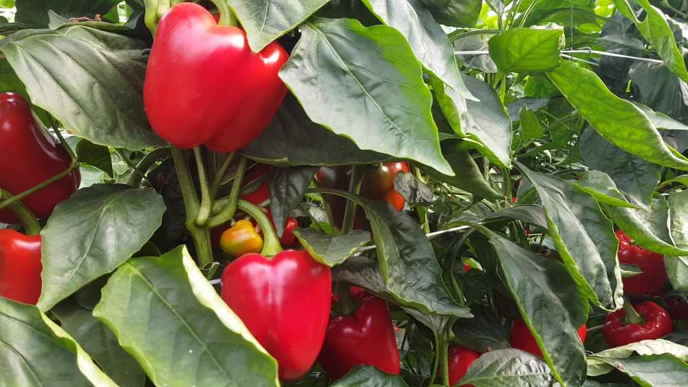 pimiento