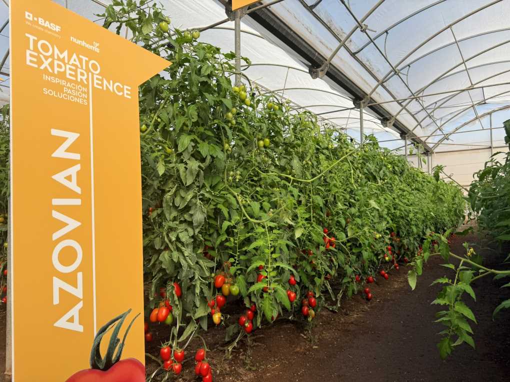 BASF Nunhems Tomato Experience - Azovian