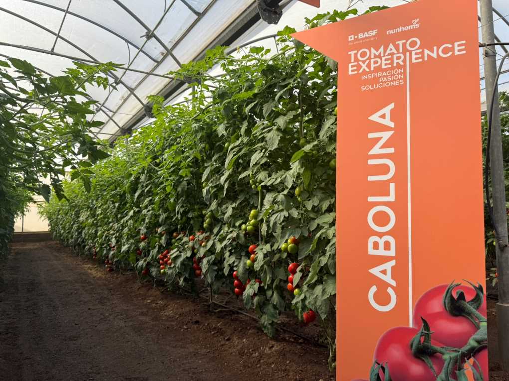 BASF Nunhems Tomato Experience - Caboluna