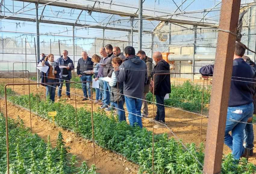 jornada ifapa flor y planta