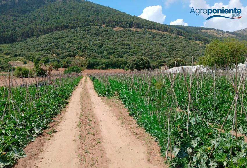 Agroponiente Centros Sierra