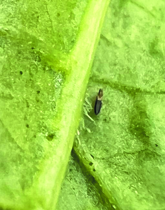 Thrips parvispinus