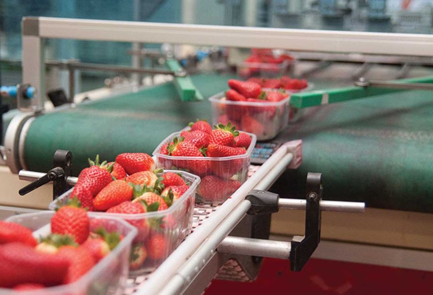 envases fresas