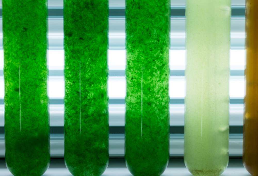 microalgas