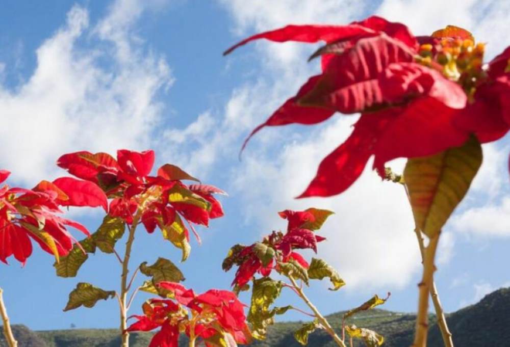 poinsettia mexico