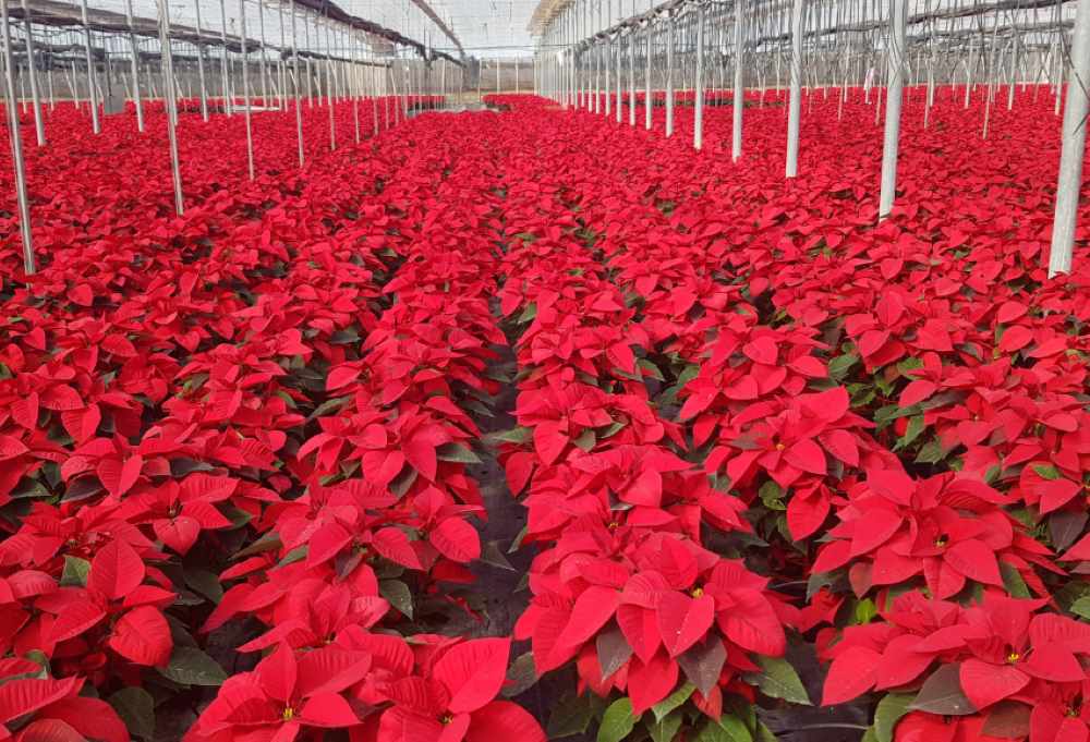 poinsettia