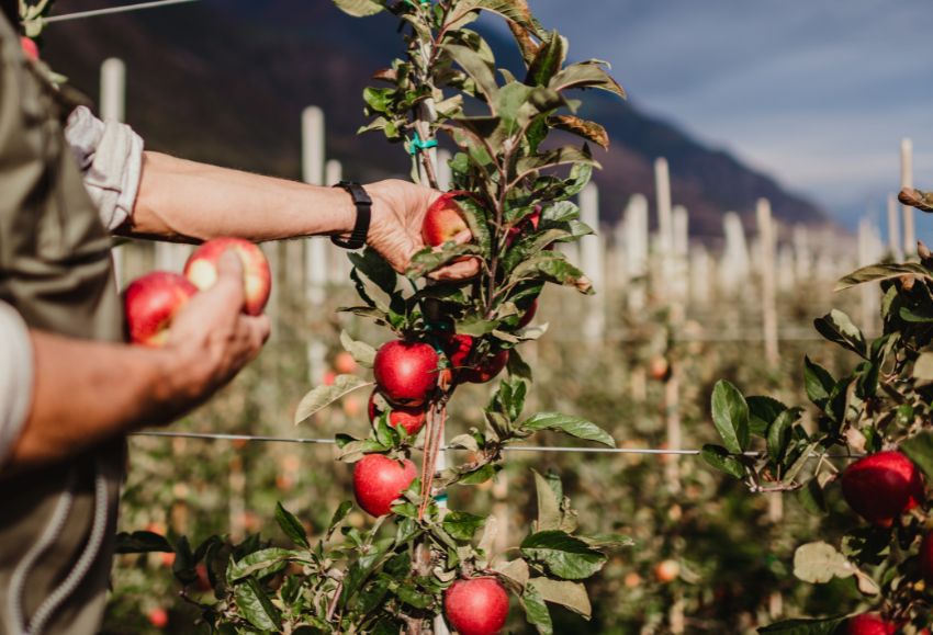 Manzanas Val Venosta