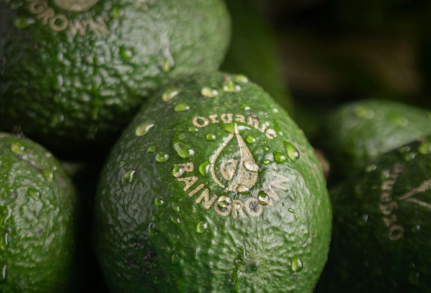 Aguacate Eosta