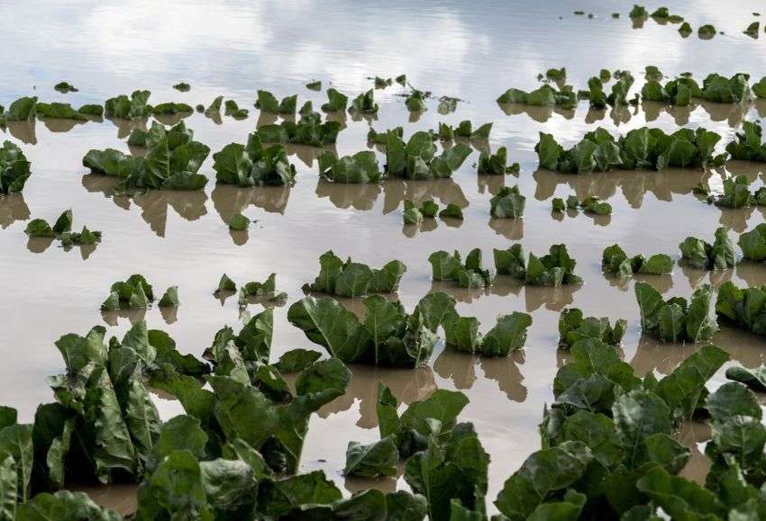 Seguros agrarios
